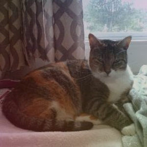 Meet your Posher, Abby